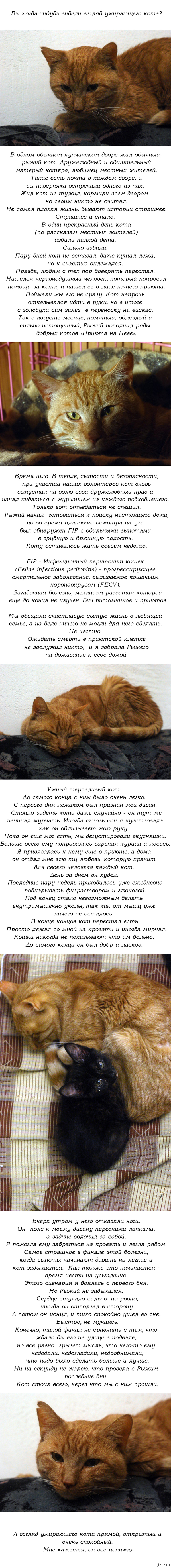 Ссылка на кракен