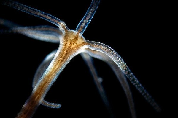 Kraken darknet marketplace