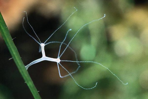Kraken зеркала kr2web in