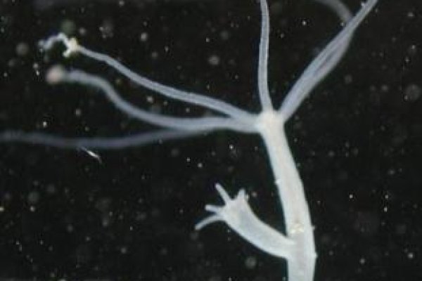 Kraken 14at