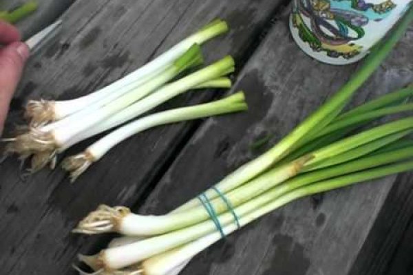 Проверенная ссылка кракен